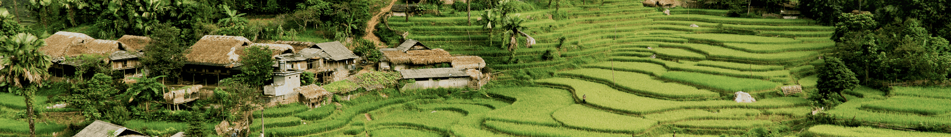 Người Mông Seng Sui giàu lên từ lê, mận và cây ăn quả ôn đới khác